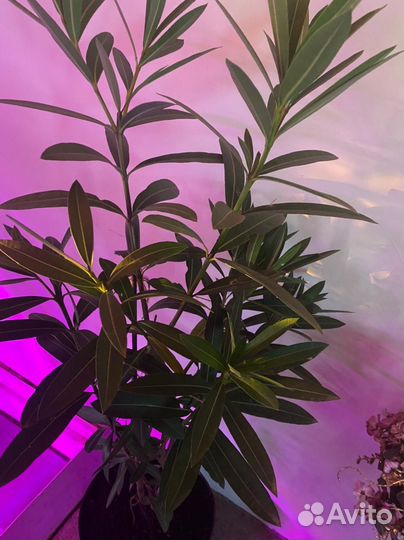 Комнатные цветы