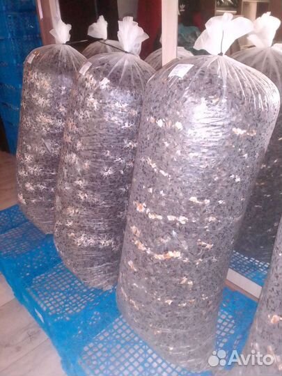 Готовые блоки Вешенки