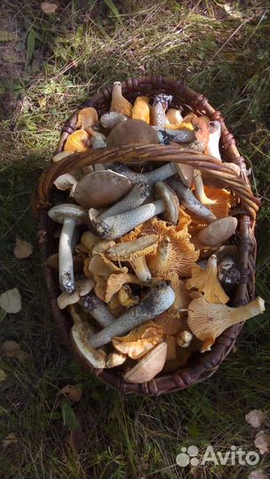 Грибы сухие