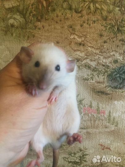 Кудрявые и гладкие сиамские крысята