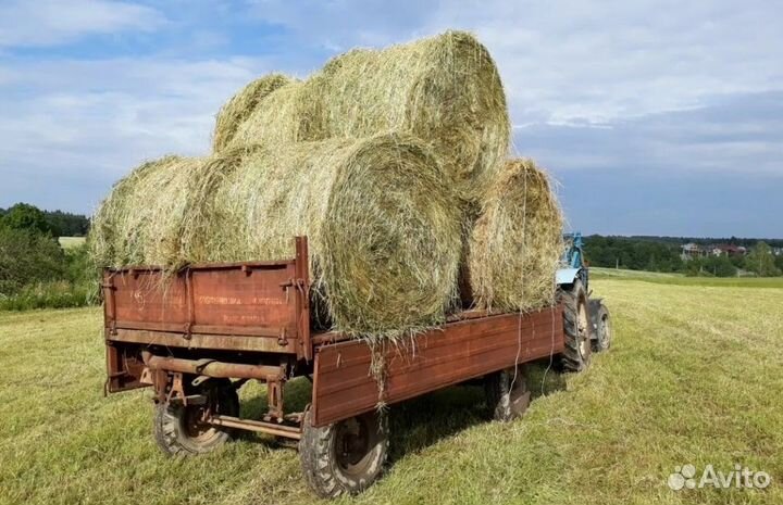 Сенаж, Сено 2023 года