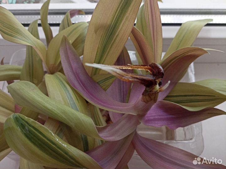 Комнатные цветы