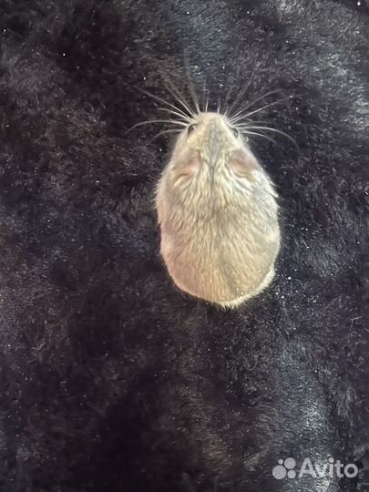 Джунгарский хомяк