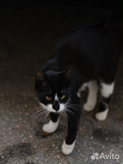 Малышка Капелька (кошка)