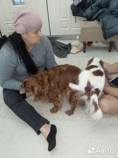 Кавалер кинг чарльз спаниель