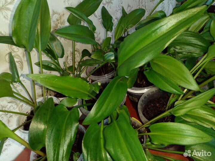 Комнатные растения