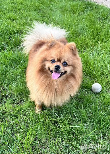 Немецкий шпиц вязка