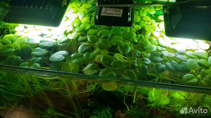 Аквариумные растения