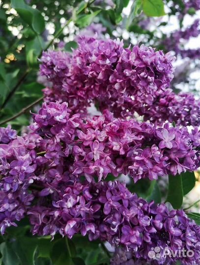 Сирень махровая