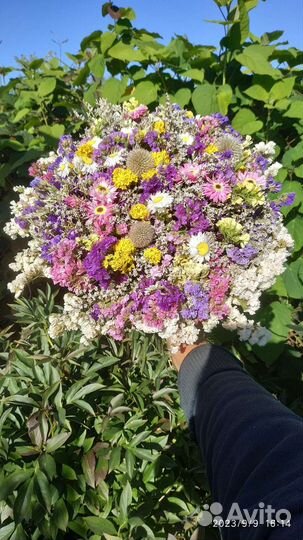 Статица букеты сухоцветы