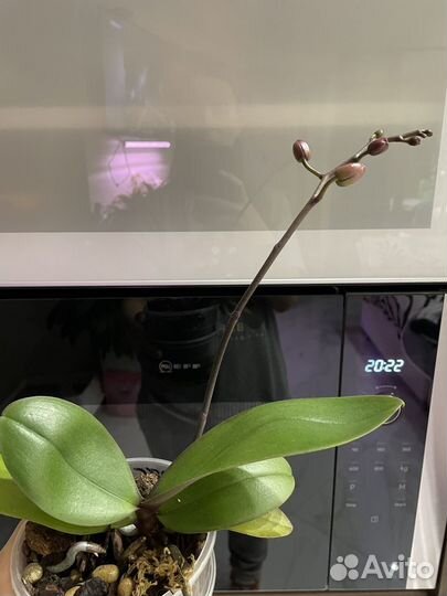 Орхидея фаленопсис Амадоро