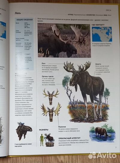 Энциклопедия леса