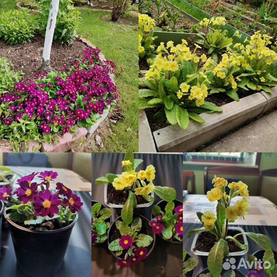 Комнатные цветы и садовые