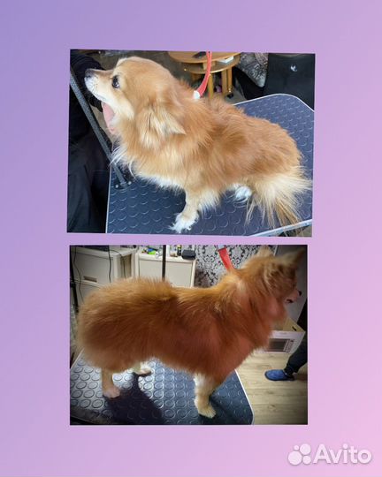 Грумер стрижка собак и кошек