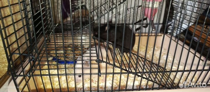 Сирийский хомяк девочки