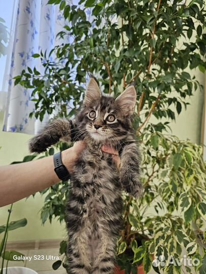 Мейн-кун из питомника