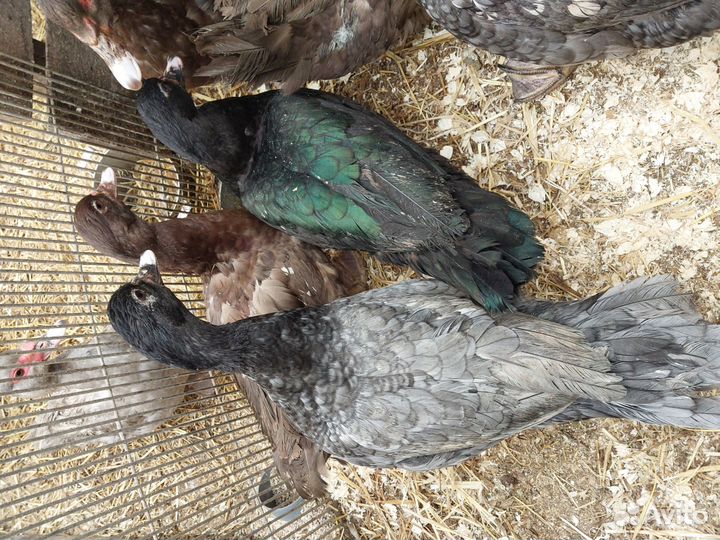 Мускусные утки,утята, инкубационное яйцо