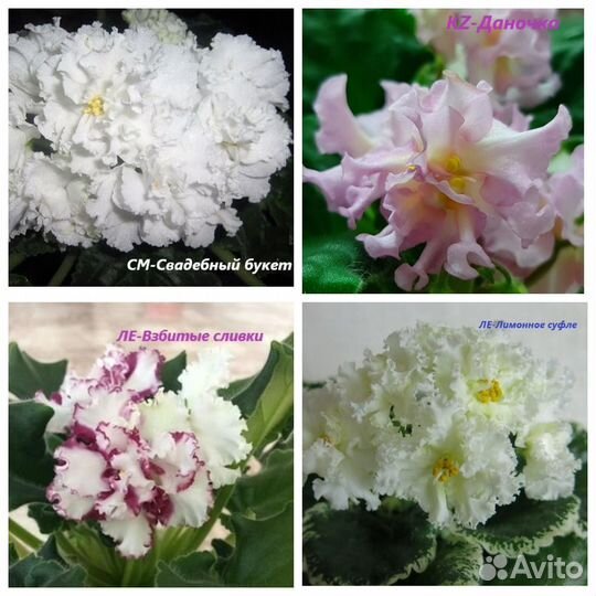 Комнатные растения Фиалки