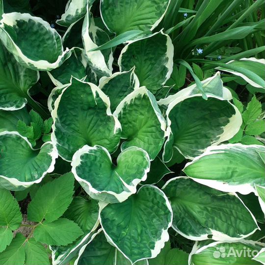 Рассада малины и клубники ремонтантной