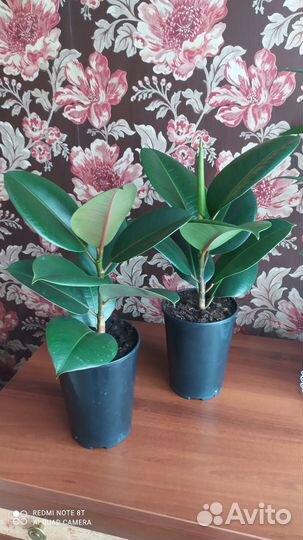 Фикус Эластико