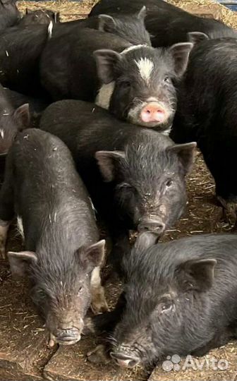 Вьетнамские вислобрюхие поросята