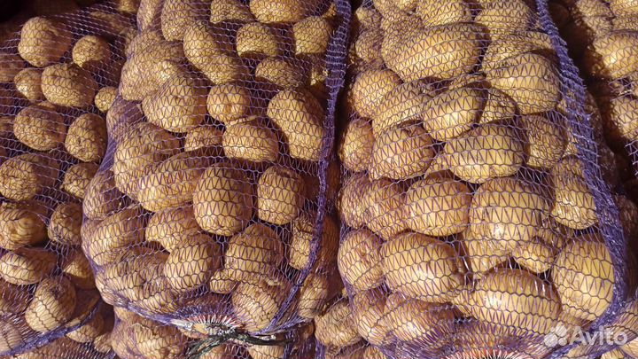 Картошка на еду оптом