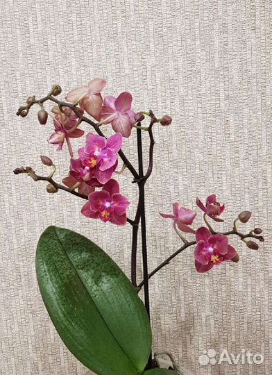 Орхидея фаленопсис бабочка
