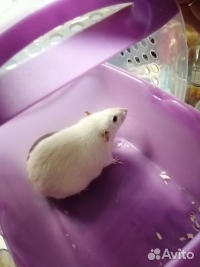 Крыса в добрые руки