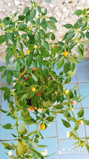 Перец острый комнатный Бусинка с плодами