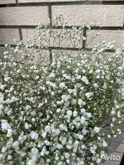 Гипсофила букет цветы