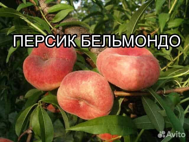 Саженцы персика