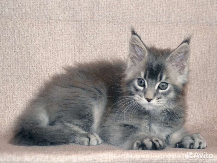 Котятки Мейн-Куна