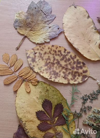 Гербарий, листья и травы для поделок