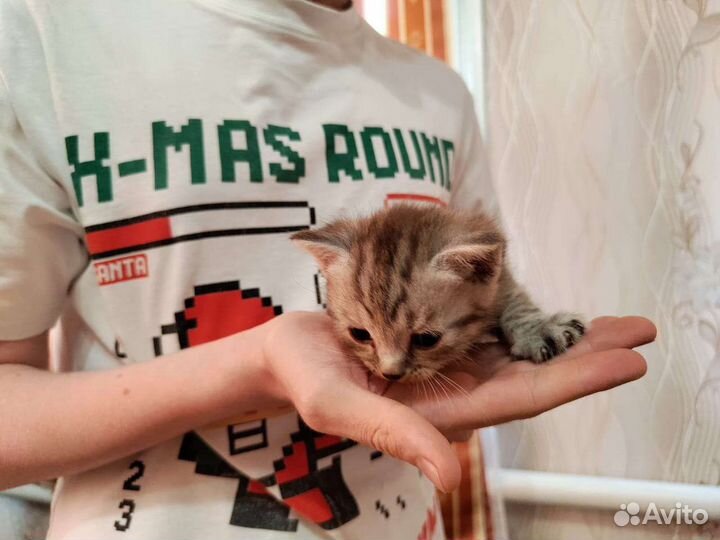 Кошка в дар