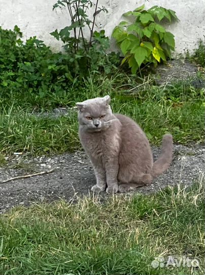 Котик(кошечка) очень ищет дом