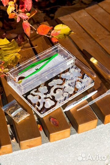 Муравьиная ферма