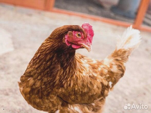 Куры несушки