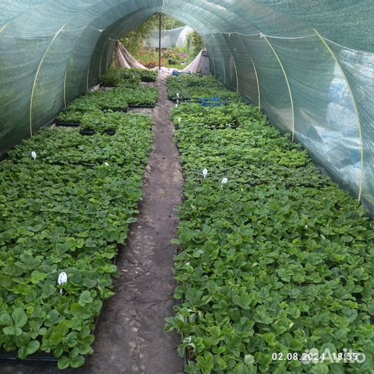 Ремонтантные сорта клубники. зкс