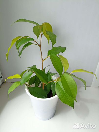 Фикус Бенджамина