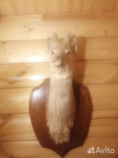 Чучело головы косули