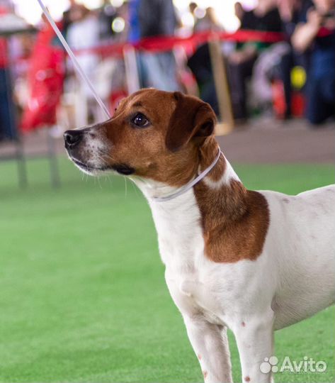 Вязка джек рассел терьер