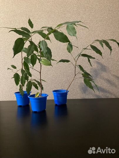 Фикус Бенджамина