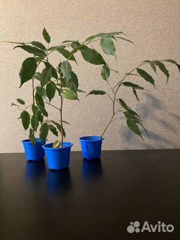 Фикус Бенджамина