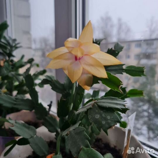 Фиалки, Рипсалидопсис, толстянка 