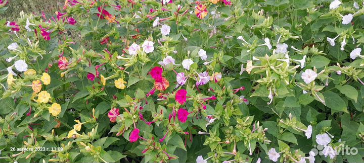 Ночная красавица