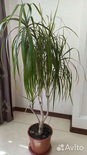 Драцена Маргината Биколор (Окаймлённая)