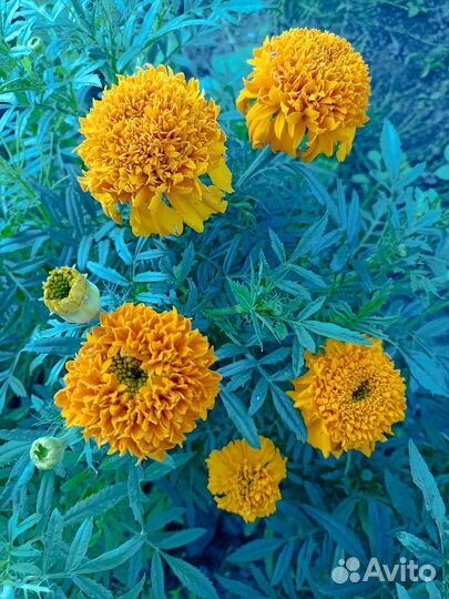 Рассада цветов бархатцы