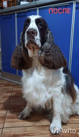 Груминг собак