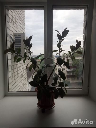 Цветок комнатный.Фикус