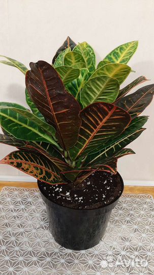 Кротон Петра